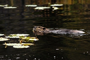 Beaver swimming in pond, Denali National Park, AK Beaver swimming in pond, Denali National Park, AK