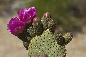 Images Dated 27th April 2014: Beavertail Cactus in flower (Opuntia basilaris var. whitneyana), found only in Alabama Hills