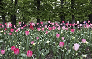 A bed of tulips at Luxembourg Gardens, Paris, France A bed of tulips at Luxembourg Gardens, Paris, France