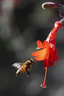 Bee flying into a bell shaped wildflower to harvest pollen Bee flying into a bell shaped wildflower to harvest pollen