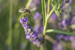 Bee gathering pollen on lavender blooms in Valensole Plain, Provence, Southern France Bee gathering pollen on lavender blooms in Valensole Plain, Provence, Southern France