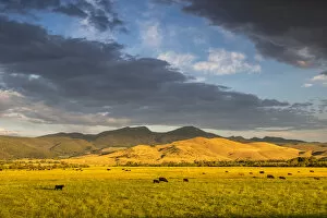 Images Dated 23rd July 2012: Beef cattle graze in pasture at sunrise with the Tobacco Root Mountains near Ennis