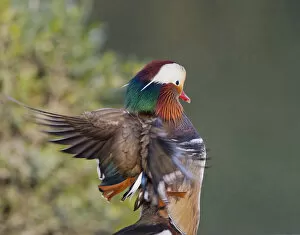Images Dated 28th March 2011: Beijing China, Male Mandarin Duck flapping wings