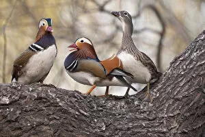 Images Dated 28th March 2011: Beijing, China, Two males vying for a female Mandarin duck during breeding season