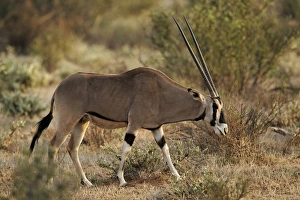 Beisa Oryx, Samburu National Game Reserve, Kenya; Africa Beisa Oryx, Samburu National Game Reserve, Kenya; Africa