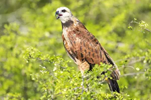 Belize, Crooked Tree Wildlife Sanctuary. Black-collared Hawk calls from a perch Belize, Crooked Tree Wildlife Sanctuary. Black-collared Hawk calls from a perch