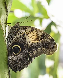 Belize, Green Hills Butterfly Ranch, Owl butterfly (Caligo martia) Belize, Green Hills Butterfly Ranch, Owl butterfly (Caligo martia)