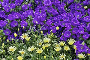 Bell flowers and yellow daisies in the Conservatory at Longwood Gardens, Pennsylvania Bell flowers and yellow daisies in the Conservatory at Longwood Gardens, Pennsylvania