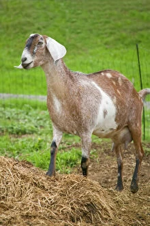 Long Collection: Bellevue, Washington State, USA. Nubian goat with a full udder, standing in a fenced