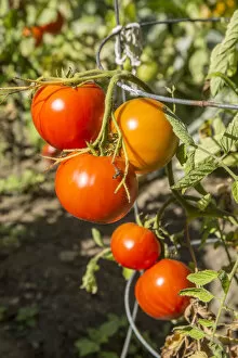 Bellevue, Washington State, USA. Ripe Willamette tomatoes on the vine. It is an early determinate tomato