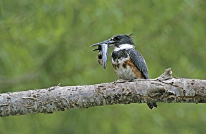Belted Kingfisher, Megaceryle alcyon, young with Catfish, Starr County, Rio Grande Valley Belted Kingfisher, Megaceryle alcyon, young with Catfish, Starr County, Rio Grande Valley