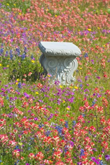 Bench in Grave Yard near Nixon Texas surrounded by wildflowers Bench in Grave Yard near Nixon Texas surrounded by wildflowers