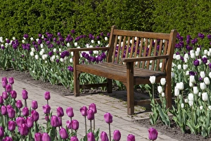 Bench in Tulips (Tulipa Negrita (purple), Inzell (White) Bench in Tulips (Tulipa Negrita (purple), Inzell (White)