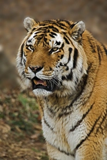 Bengal Tiger, Panthera tigris, Louisville Zoo, Louisville, Kentucky Bengal Tiger, Panthera tigris, Louisville Zoo, Louisville, Kentucky