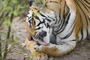 Bengal tigress licking paw, early morning, dry season Bengal tigress licking paw, early morning, dry season