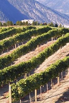 Benson Winery vineyard rolls down to Lake Chelan, Washington, with dry mountains across the lake Benson Winery vineyard rolls down to Lake Chelan, Washington, with dry mountains across the lake