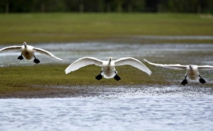 Bewicks Swans (Cygnus columbianus) landing after migrating from the arctic to the UK Bewicks Swans (Cygnus columbianus) landing after migrating from the arctic to the UK
