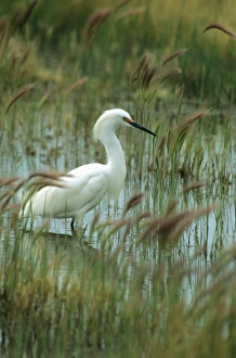 BIDI-4 Snowy Egret (Egretta thula) wading in the marsh. Fish Springs Wildlife Refuge, Utah BIDI-4 Snowy Egret (Egretta thula) wading in the marsh. Fish Springs Wildlife Refuge, Utah