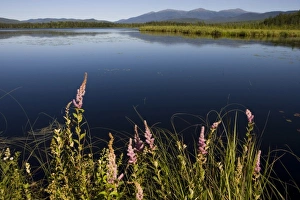 Big Cherry Pond and the Presidential Range in Jefferson, New Hampshire. Pondicherry Big Cherry Pond and the Presidential Range in Jefferson, New Hampshire. Pondicherry