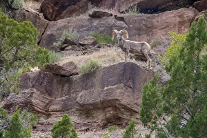 Big horn ram on cliff, Dinosaur National Monument, Utah, USA Big horn ram on cliff, Dinosaur National Monument, Utah, USA