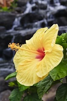 Images Dated 23rd March 2008: Big Island, Hawaii. Hibiscus flower the Big Island Hawaii