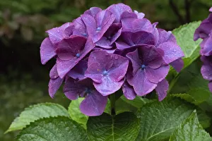 Big leaf hydrangea growing in the gardens of Dunvegan Castle in northern Isle of Skye Big leaf hydrangea growing in the gardens of Dunvegan Castle in northern Isle of Skye