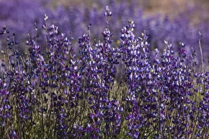 Images Dated 7th June 2010: Big Pine Creek hillside, Eastern Sierra, California. Fields of flowering, purple lupine