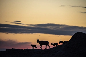 Bighorn ewes with lambs silhoutted against sunset sky in Badlands National Park Bighorn ewes with lambs silhoutted against sunset sky in Badlands National Park