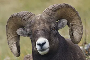 <b class=qtipBold><figcaption>Bighorn Sheep Ram</figcaption></b><br><em>© Ken Archer / DanitaDelimont.com</em> Bighorn Sheep Ram