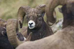 <b class=qtipBold><figcaption>Bighorn Sheep Ram</figcaption></b><br><em>© Ken Archer / DanitaDelimont.com</em> Bighorn Sheep Ram