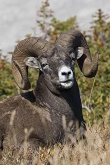 <b class=qtipBold><figcaption>Bighorn Sheep Ram Portrait</figcaption></b><br><em>© Ken Archer / DanitaDelimont.com</em> Bighorn Sheep Ram Portrait