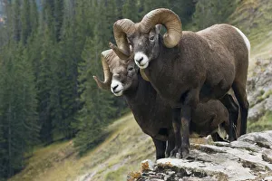 <b class=qtipBold><figcaption>Bighorn Sheep Rams</figcaption></b><br><em>© Ken Archer / DanitaDelimont.com</em> Bighorn Sheep Rams