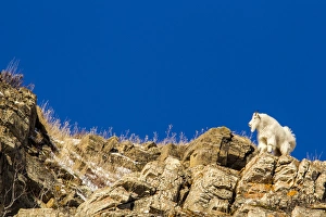 Billy mountain goat (Oreamnos americanus) in winter coat in Glacier National Park Billy mountain goat (Oreamnos americanus) in winter coat in Glacier National Park