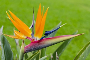 Bird of paradise flower (Strelitzia), Waimea Valley Audubon Park, North Shore, Oahu Bird of paradise flower (Strelitzia), Waimea Valley Audubon Park, North Shore, Oahu