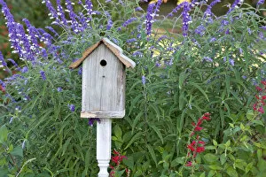 Images Dated 3rd October 2010: Birdhouse in garden with Mexican Bush Sage (Salvia leucantha) and Pineapple Sage