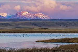 Fairfield Gallery: Birds in pond with Ear Mountain in background during spring migration at Freezeout Lake