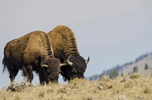 Bison (Bison bison) in Lamar Valley, Yellowstone National Park, Wyoming, USA Bison (Bison bison) in Lamar Valley, Yellowstone National Park, Wyoming, USA