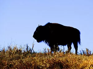 Images Dated 22nd October 2013: Bison bull in silhouette in Lamar Valley, Yellowstone National Park
