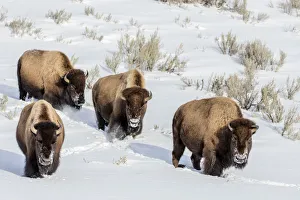Bison bulls in winter in Yellowstone National Park, Wyoming, USA Bison bulls in winter in Yellowstone National Park, Wyoming, USA