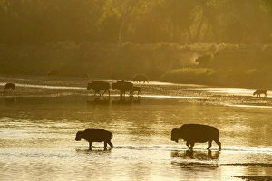 Bison crossing the Little Missouri River in Theodore Roosevelt National Park, North Dakota Bison crossing the Little Missouri River in Theodore Roosevelt National Park, North Dakota