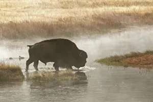 Bison on foggy morning along Madison River, Yellowstone National Park, Montana/Wyoming Bison on foggy morning along Madison River, Yellowstone National Park, Montana/Wyoming