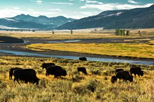 bison herd, feeding, Lamar River, Lamar Valley, Yellowstone National Park, Wyoming, USA