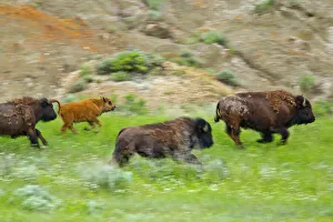 Bison herd on the run at Theodore Rooosevelt National Park, North Dakota, USA Bison herd on the run at Theodore Rooosevelt National Park, North Dakota, USA