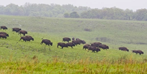 Bison herd runs in the rain at the Tallgrass Prairie Preserve near Pawhuska Oklahoma Bison herd runs in the rain at the Tallgrass Prairie Preserve near Pawhuska Oklahoma