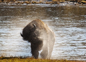 Bison shaking off the water after swimming across the Yellowstone River in the Hayden Bison shaking off the water after swimming across the Yellowstone River in the Hayden