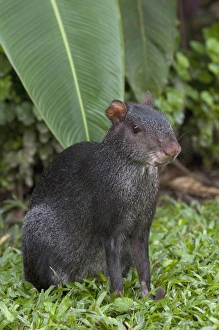 Black Agouti (Dasyprocta fuliginosa) Amazon Rain Forest. ECUADOR. South America Black Agouti (Dasyprocta fuliginosa) Amazon Rain Forest. ECUADOR. South America