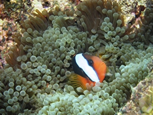 Black Anemonefish (Amphiprion melanopus) in Anemone, Agincourt Reef, Great Barrier Reef Black Anemonefish (Amphiprion melanopus) in Anemone, Agincourt Reef, Great Barrier Reef