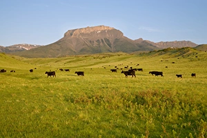 Black angus cattle graze in front of Ear Mountain on the Rocky Mountain Front of Montana Black angus cattle graze in front of Ear Mountain on the Rocky Mountain Front of Montana