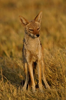Black-backed jackal (Canis mesomelas) Mombo area, Chiefs Island. Okavango Delta Black-backed jackal (Canis mesomelas) Mombo area, Chiefs Island. Okavango Delta