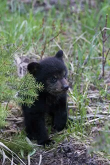 Black bear cub exploring